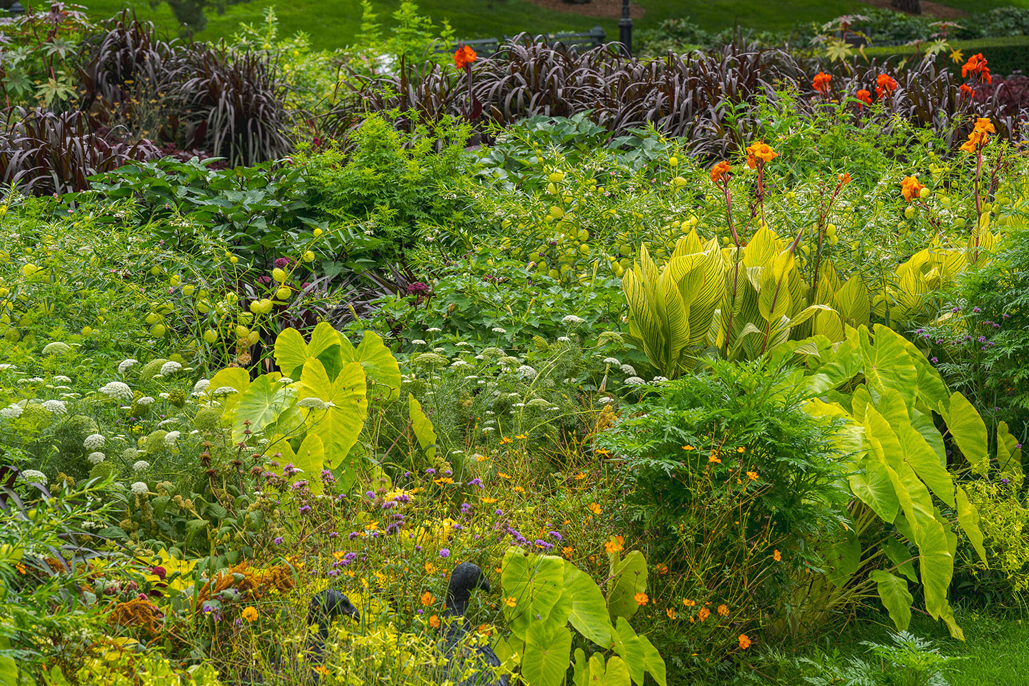 Green tropical plants with large pointed leaves mingle with plants boasting deep red foliage