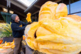 A person in a blue beanie and dark sweatshirt carves a shape into a massive orange pumpkin