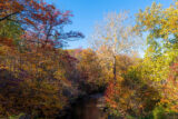 A forest in autumn with a river through it