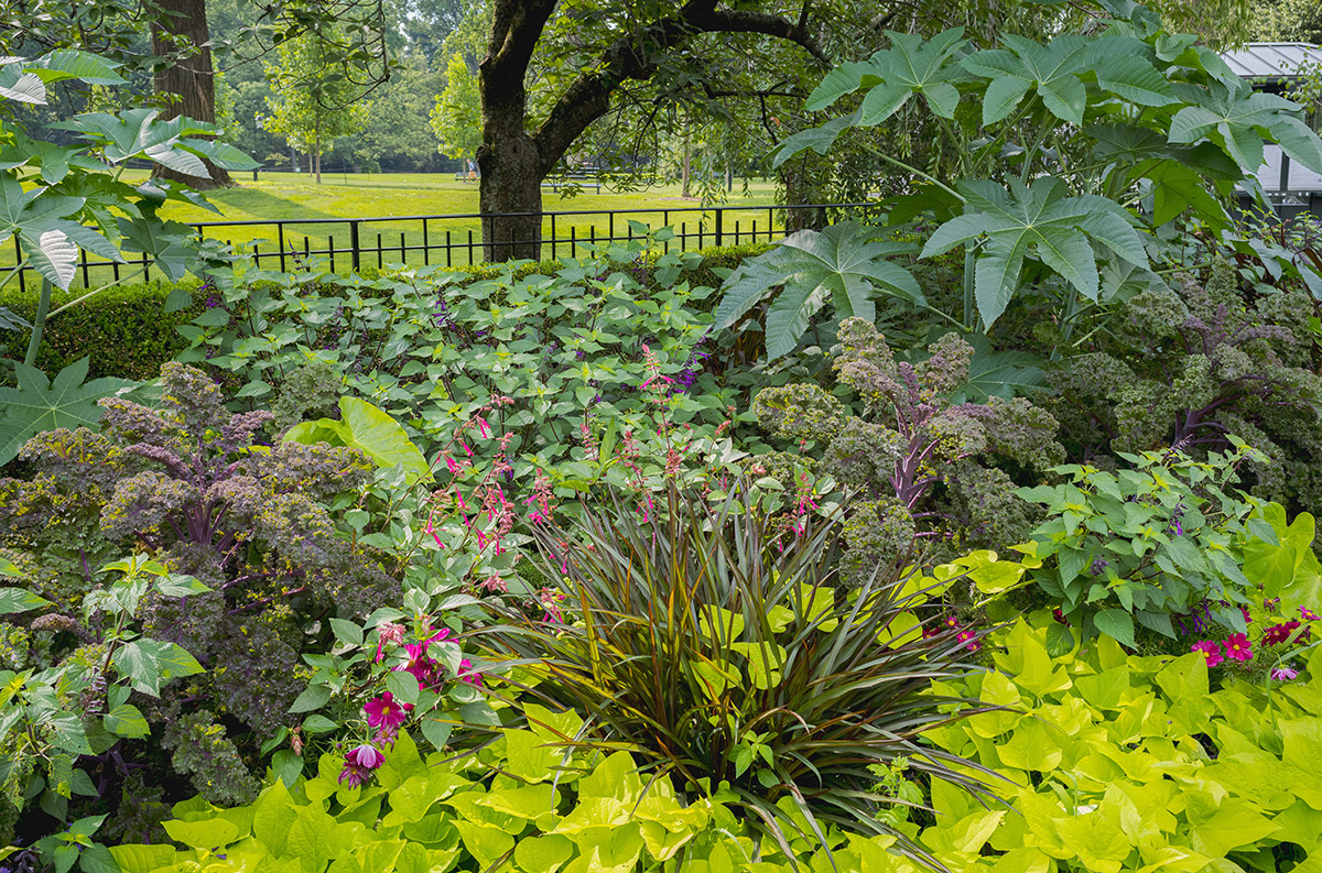 A collection of bright green tropical plants planted outdoors