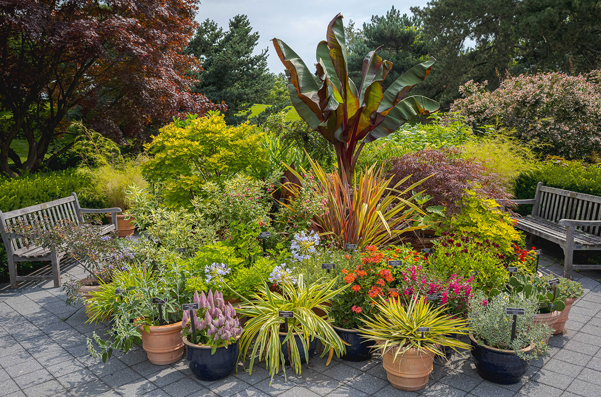 Tropical plants in varying shades of green, yellow, and red sit tightly arranged in terra cotta planters