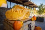 giant pumpkin carved into a dragon's head