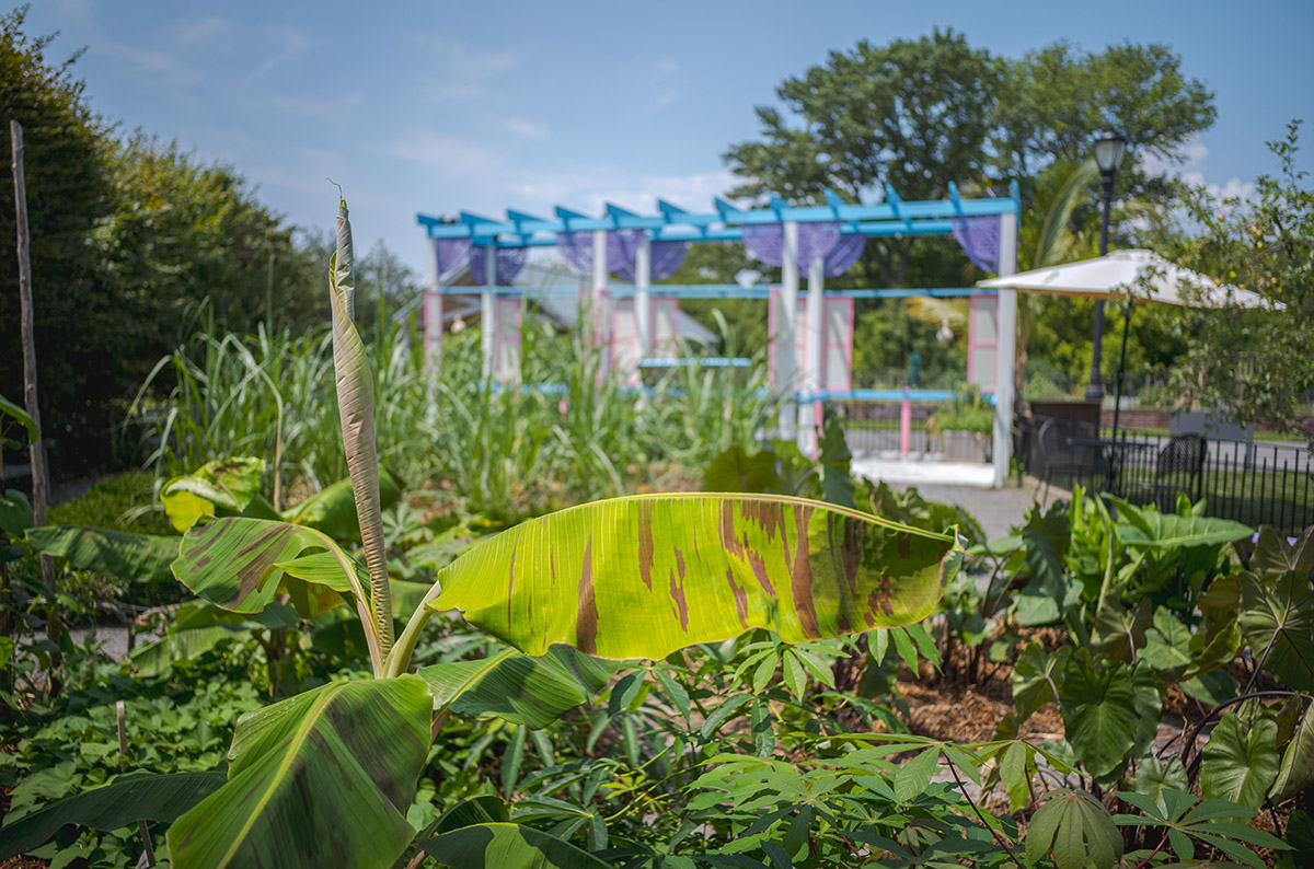 A large, draped brown and green leaf stands in the foreground as a green vegetable garden spreads out behind it