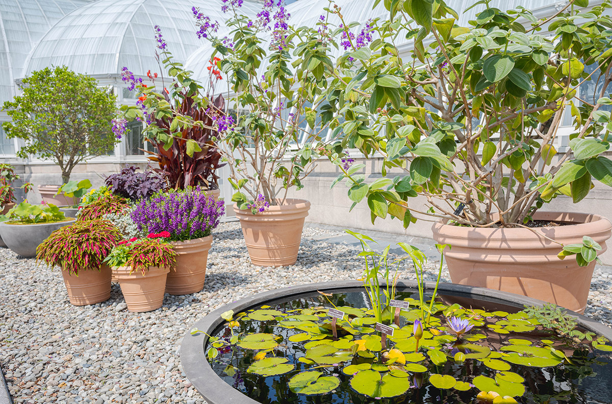 Round green water lily pads grow in a large pot of water, surrounded by terrestrial plants in terra cotta pots