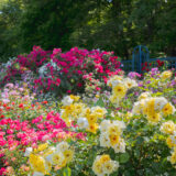 A rose garden in full bloom, with many yellow, pink, and red blooms