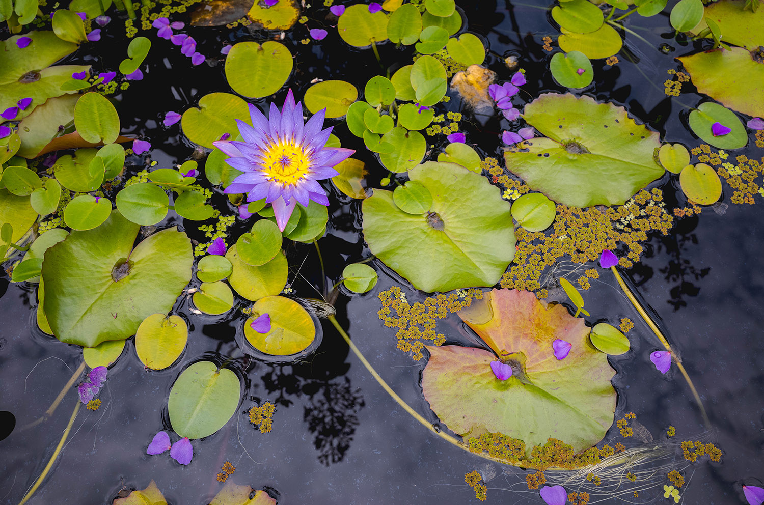 A bright purple flower with a yellow center blooms above the surface of the water, which is covered in round green lily pads