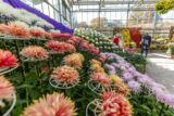 Vivid yellow and red flowers bloom in as loping pattern inside a greenhouse