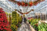 A sunny greenhouse space filled with red, yellow, white, and pink flowers arranged in sculpted forms