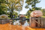 three giant pumpkins of 2019 on wooden crates in a shallow pool with tiny pumpkins