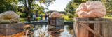 three giant pumpkins on wooden crates in the Reflecting pool that has mini pumpkins in it