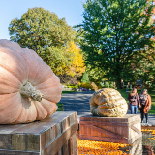 two people looking at two giant orange pumpkins on display on large wooden crates in a pool