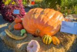 a giant orange pumpkin with NYBG logo painted on it surrounded by smaller pumpkins on hay bales