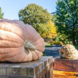 Cropped 1:1 Thumbnail of Giant Pumpkins during NYBG Fall-O-Ween, Photo by Marlon Co