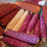 A basket of red, yellow, and orange corn