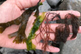 A hand holds different types of green and brown seaweed