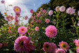 Many pink dahlias in a garden