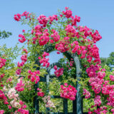 Bright pink roses grow over a green iron pergola in the sunshine