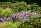 A garden with several types of grasses, shrubs, and purple flowers