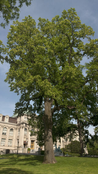 An enormously tall tree with green leaves and a brown-barked trunk grows in front of a classically designed building