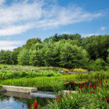 A view of a bright green garden with a water feature running through its center