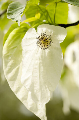 A close-up photograph of a white, teardrop-shaped flower with a speckled black center