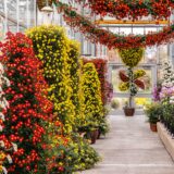 Kiku: Spotlight on Tradition in the Bourke-Sullivan Display House of the Nolan Greenhouses for Living Collections 1:1 Crop