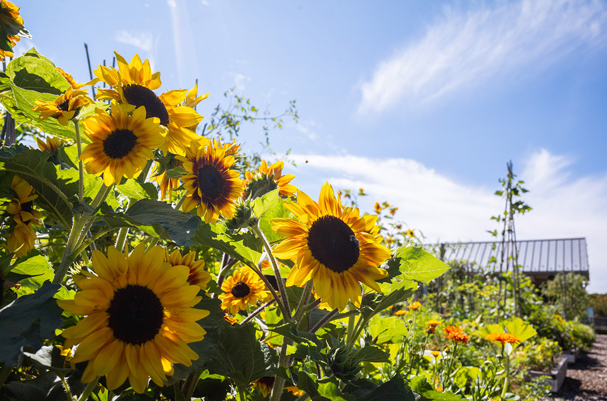 Large yellow flowers with black-brown centers bloom in the sunlight