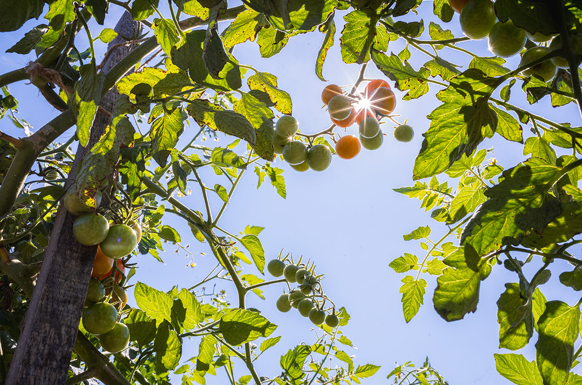 Small orange and green tomatoes ripen on a green vine, surrounded by green foliage under a blue sky