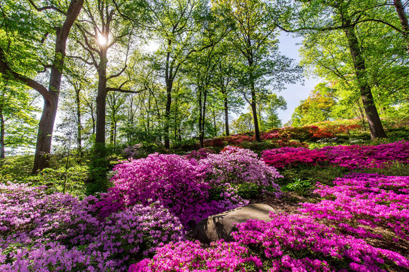 A forest scene featuring tall trees with green foliage, under which bloom thousands of vivid pink flowers