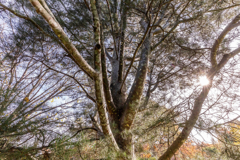 A tree with splotchy white and gray bark grows in the sunlight