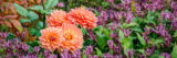 a bunch of orange dahlias surrounded by small purple flowers along Seasonal Walk