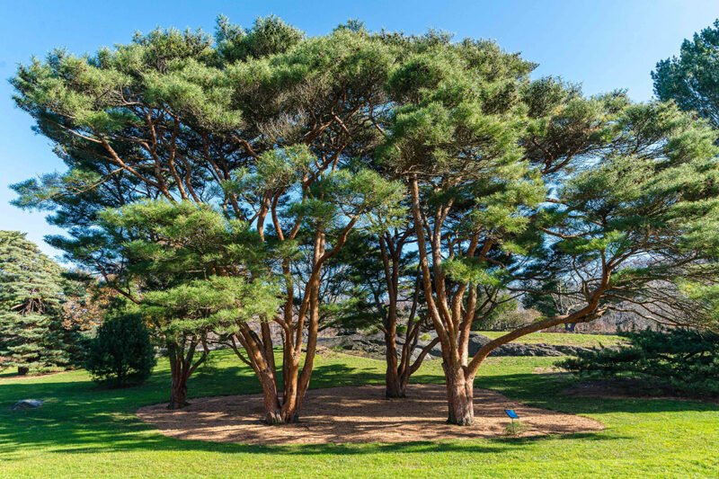 A copse of green-needled conifers grow with many upward-reaching branches, their bark a russet orange color