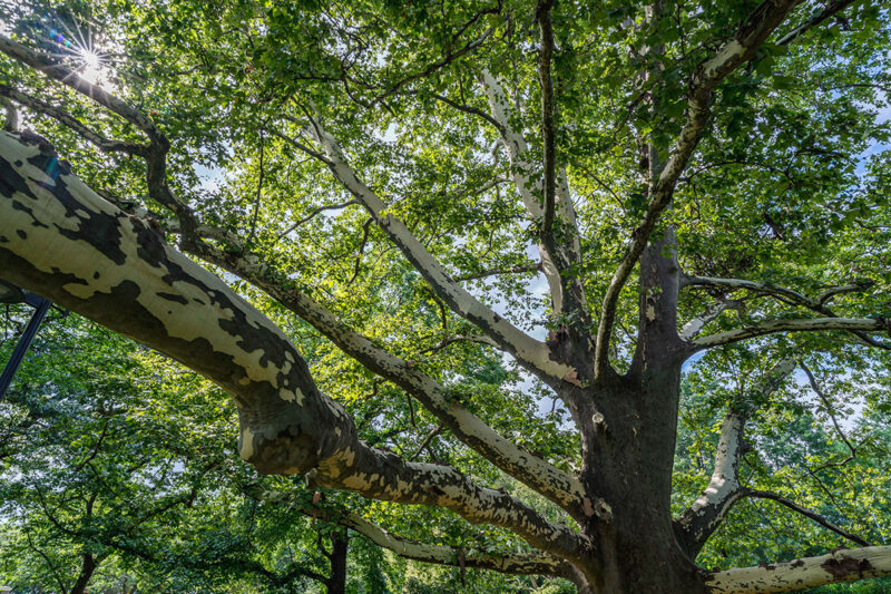 A large tree sends branches in all directions, its green leaves creating a sun-dappled canopy and its pale gray bark spotted with white