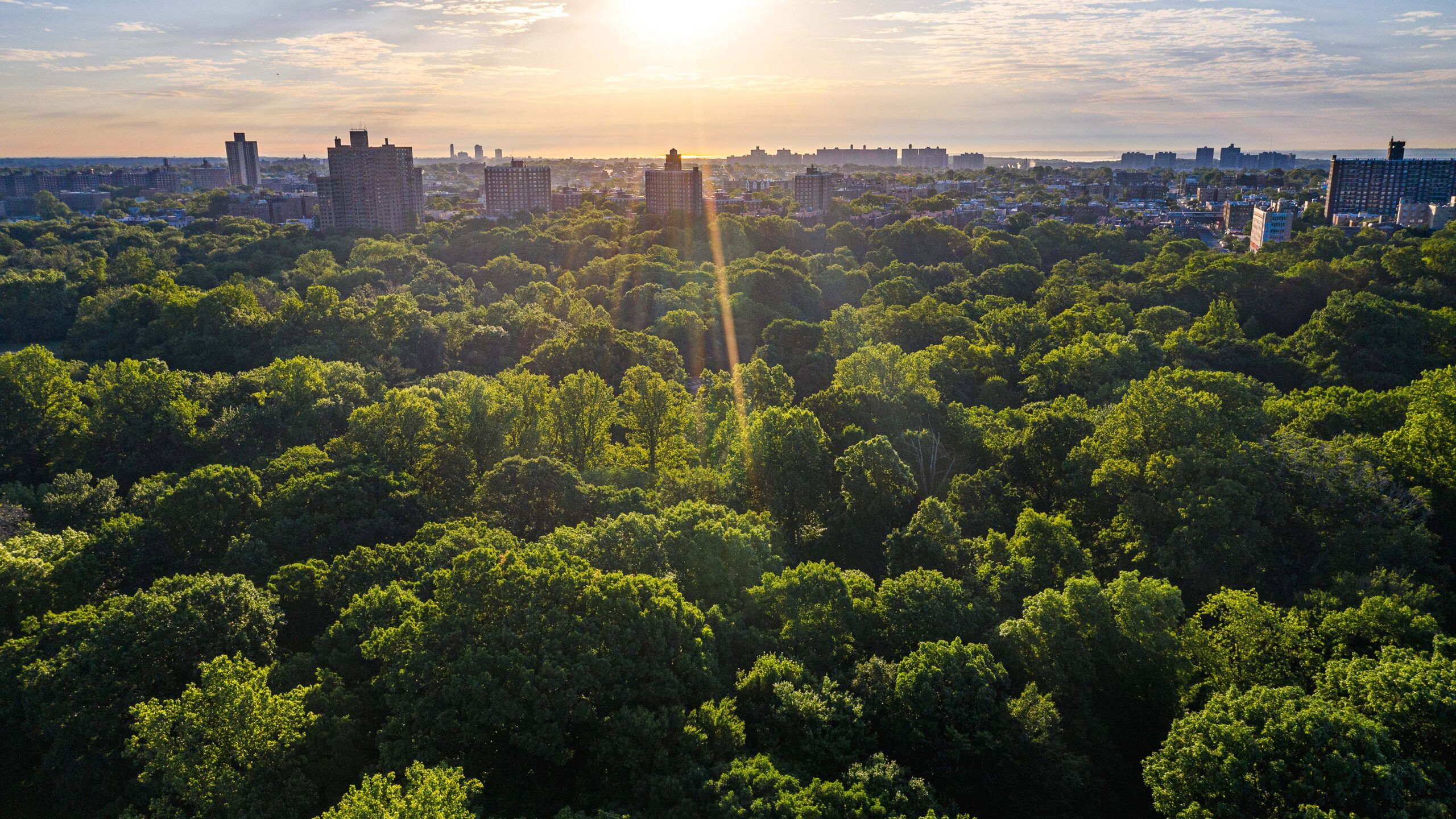 An aerial view of a lush green forest, with a city skyline visible in the distance