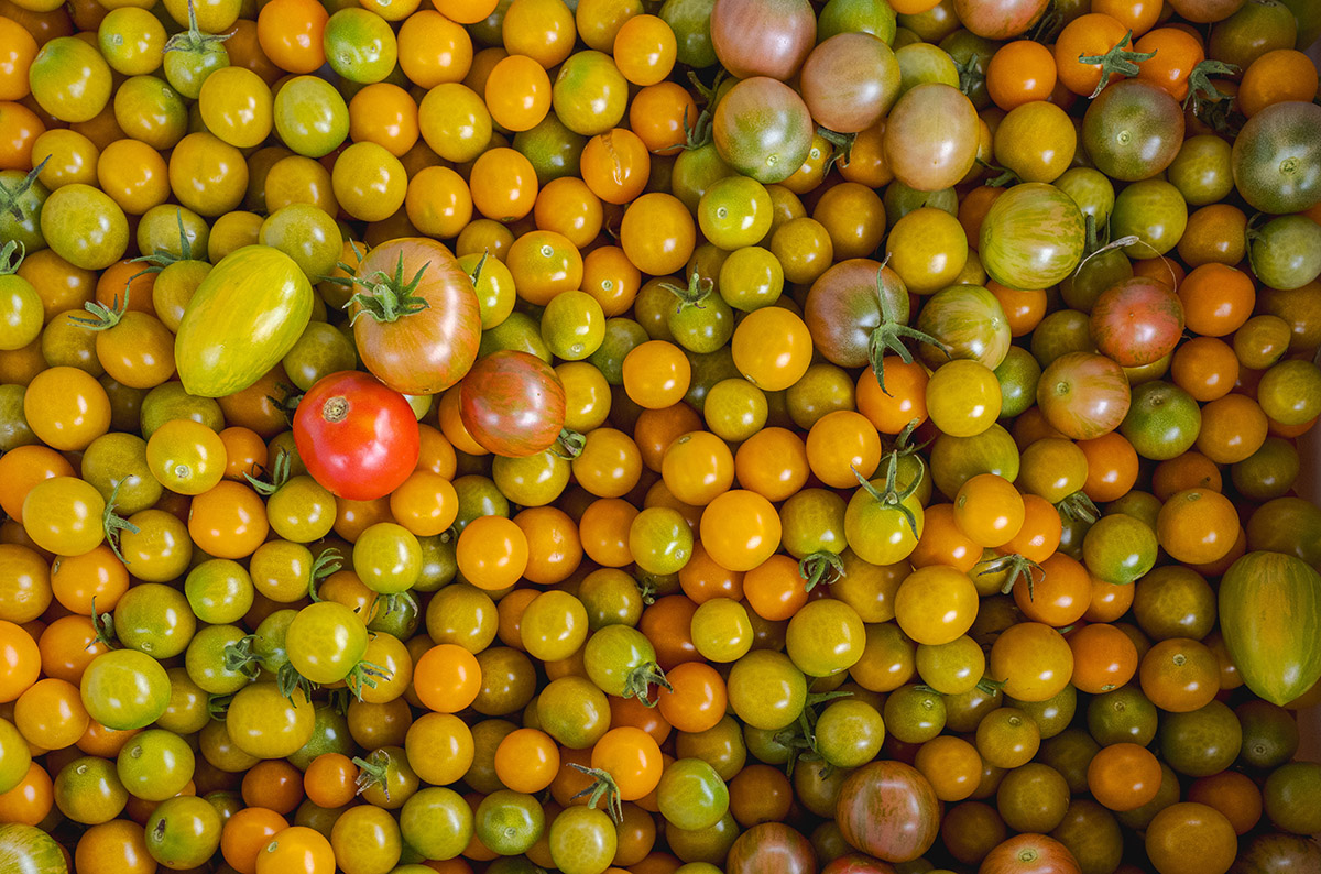 Hundreds of small tomatoes sit in a bin, colored orange, red, and green