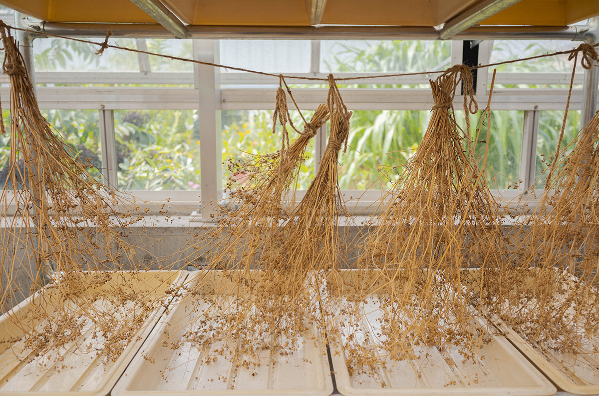 Brown plants hang from twine over beige containers, being dried for their seeds