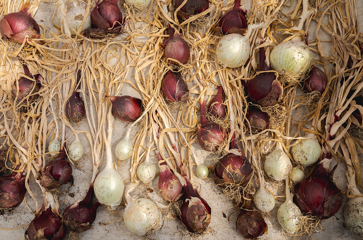 Root vegetables in purple and white dry on a table with their stems still attached