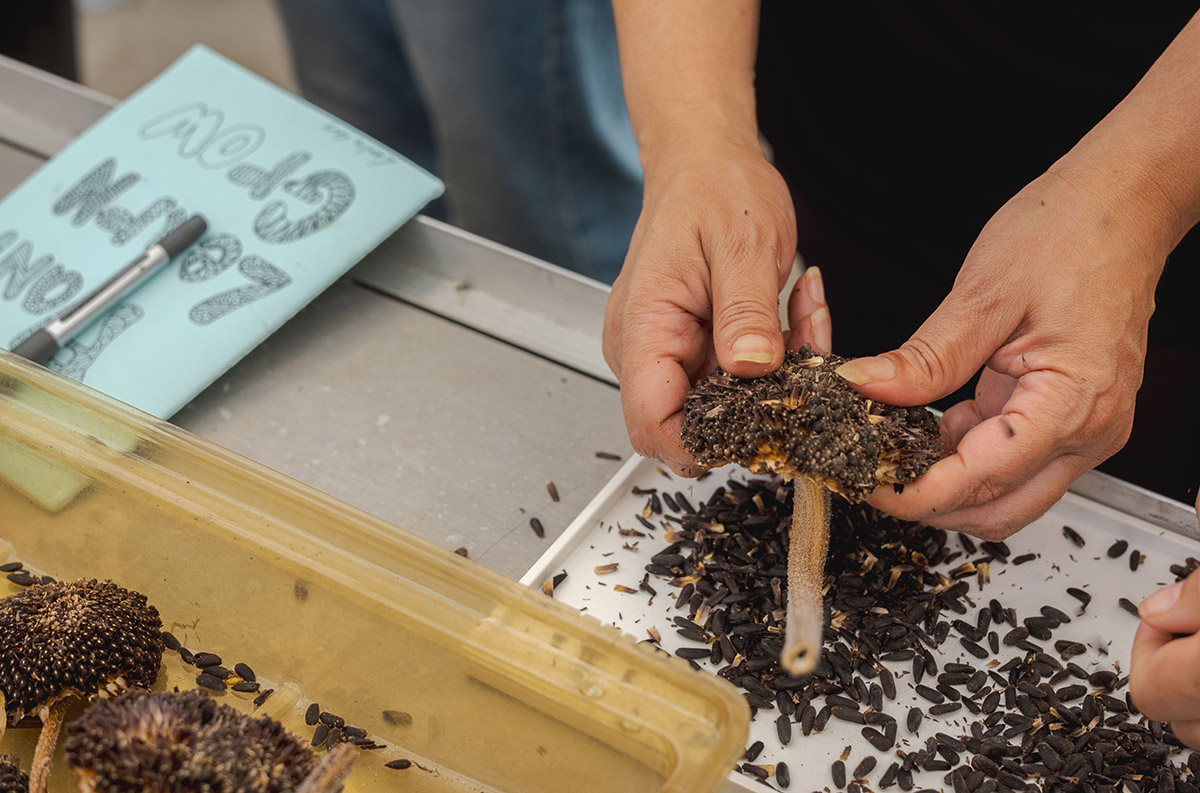 A person extracts black seeds from a large flower head