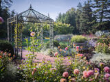 A sunny scene of an iron pergola surrounded by pink, pom-pom-shaped flowers
