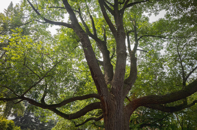 A large tree with textured brown bark, green leaves, and long, winding branches grows up into the sky
