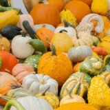 NYBG Fall-O-Ween Pumpkins and Gourds 1:1 Crop