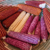 A basket of yellow, purple, and orange corn