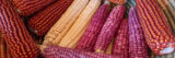 A basket of yellow, purple, and orange corn