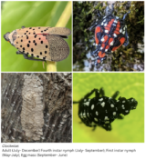 four panels showing the various stages of spotted lanternfly growth as well as egg masses.