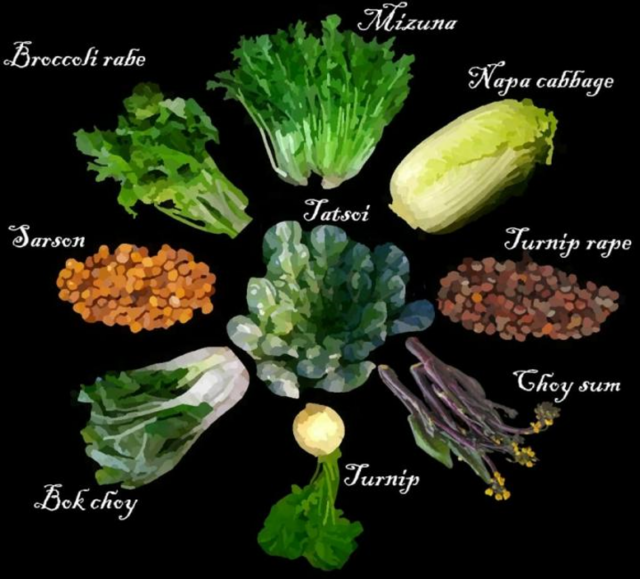 Brassica Domestication, Weeds, and Evolution New York Botanical Garden