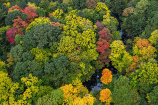 An aerial view of a forest of bright green red, and orange trees in the fall.