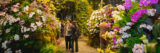 Large bunches of orchids on mounds, with two people looking at them in awe.