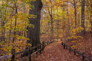 A path through a forest in the fall.