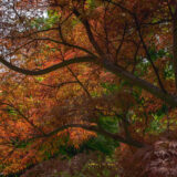 a branch of a japanese maple tree with red orange leaves in springtime