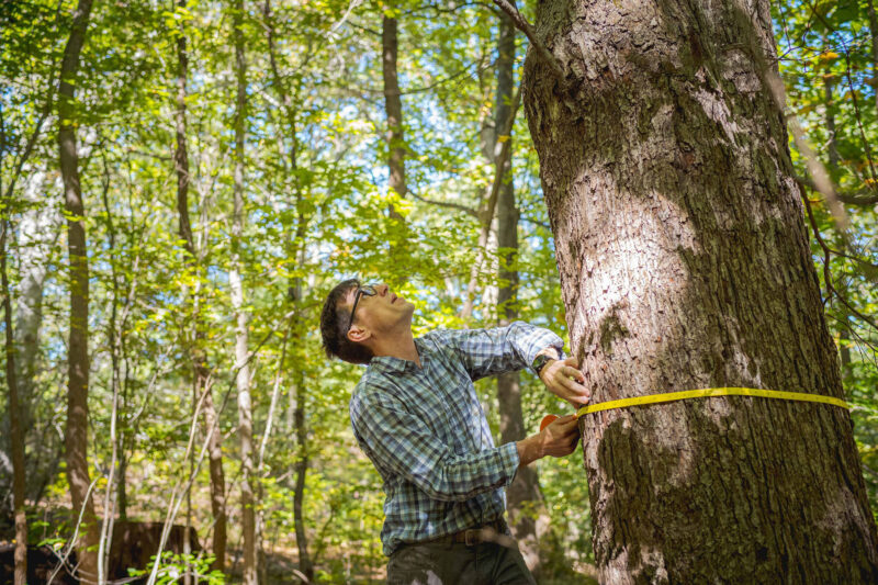 NYBG Scientist Brad Oberle looks up at a forest canopy while he measures the circumference of a tree with a measuring tape.